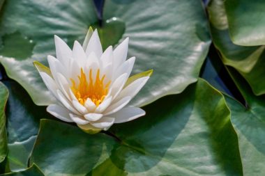 IMPERIAL 14